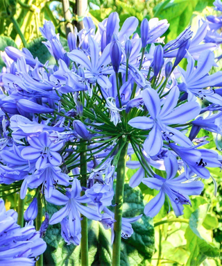 Agapanthus Delft