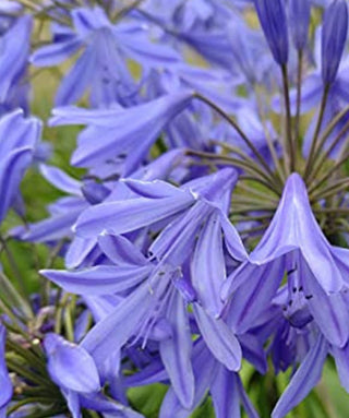 Agapanthus Delft Blue