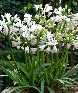 Agapanthus Double Diamond