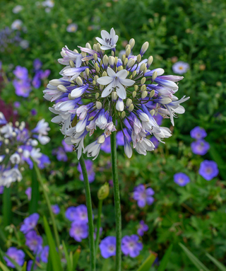 Agapanthus Duivenbrugge Blue