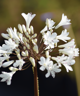 Agapanthus Duivenbrugge White