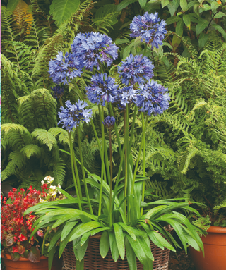 Agapanthus Early Blue