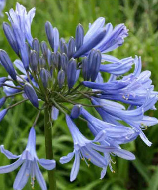 Agapanthus Eggesfort Sky