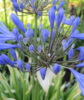 Agapanthus Elisabeth