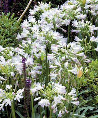 Agapanthus Enigma