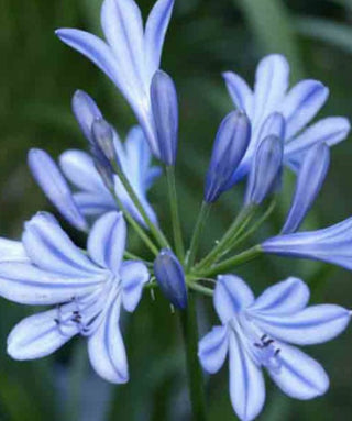 Agapanthus Ethel's Joy