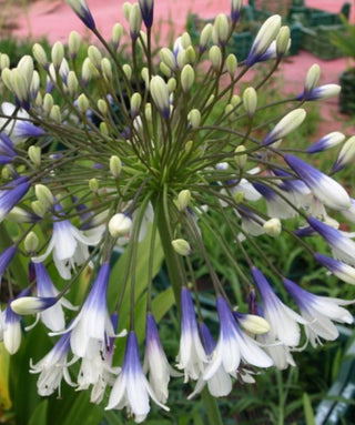 Agapanthus Fireworks