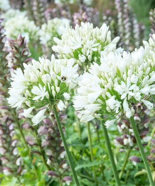 Agapanthus Glacier Stream