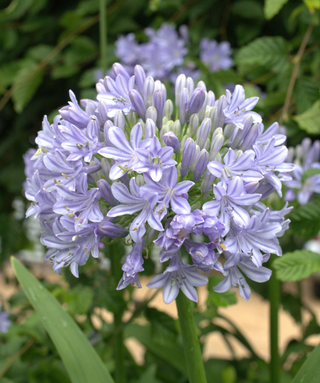 Agapanthus Glenavon