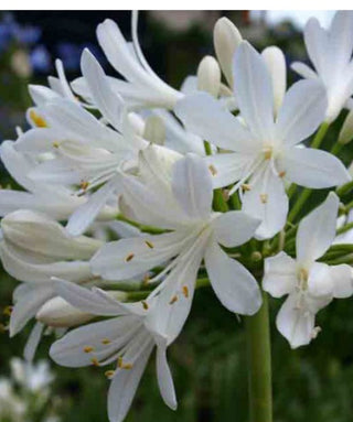 Agapanthus Gletsjer