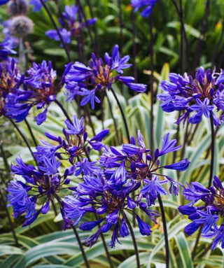 Agapanthus Gold Strike Vaso Gigante