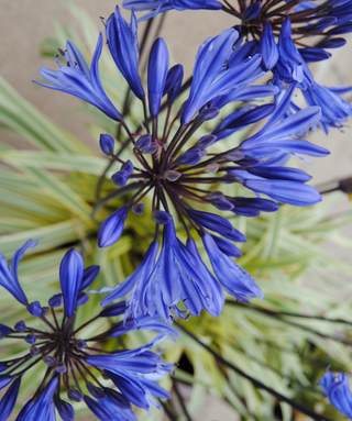 Agapanthus Gold Strike