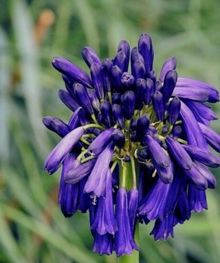 Agapanthus Graskop