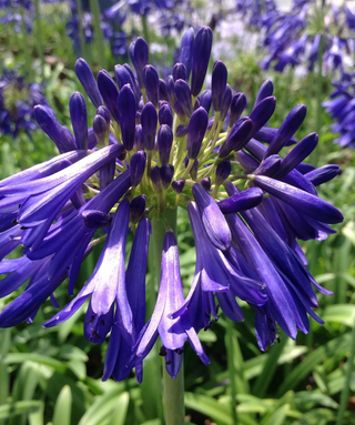 Agapanthus Hanneke
