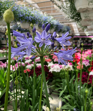 Agapanthus Helsinki