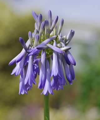 Agapanthus Inapertus