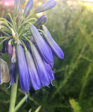 Agapanthus Inapertus Large Form