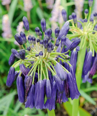 Agapanthus Inapertus Nigrescens