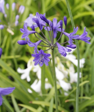 Agapanthus Inkspots