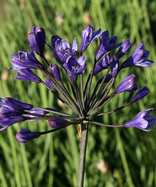 Agapanthus Intermedius