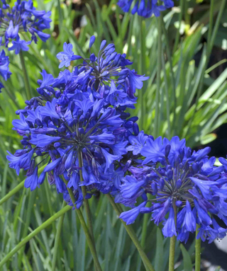 Agapanthus Isis