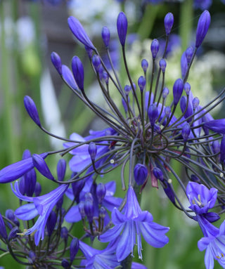 Agapanthus Jacaranda