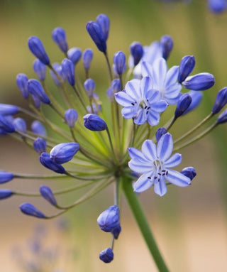 Agapanthus Johanna