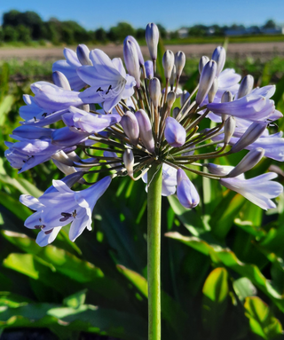 Agapanthus Jolanda
