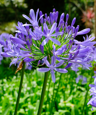 Agapanthus Kilmurry Blue