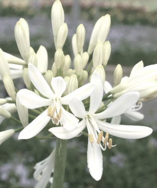 Agapanthus Kilmurry White