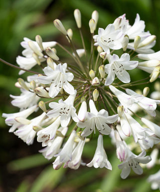 Agapanthus Leichester
