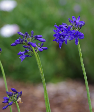 Agapanthus Liliput
