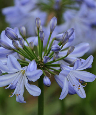 Agapanthus Little Dutch Blue