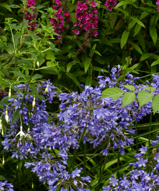 Agapanthus Loch Hope