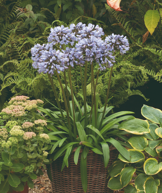 Agapanthus Luna