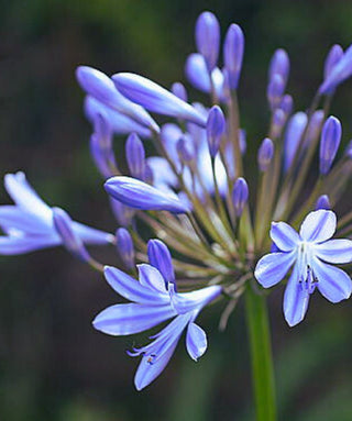 Agapanthus Marcus