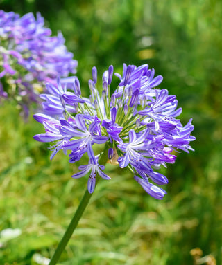 Agapanthus Margaret