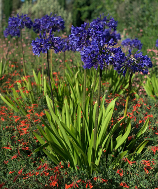Agapanthus Margarette