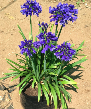 Agapanthus Mariette