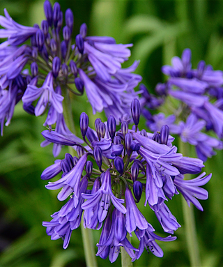 Agapanthus Martine