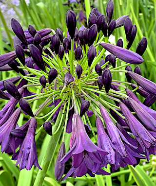 Agapanthus Medusa