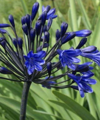 Agapanthus Meibont
