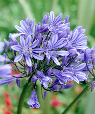 Agapanthus Michelle