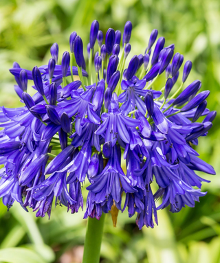 Agapanthus Mid Blue Dark