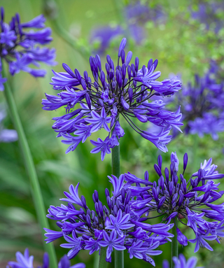 Agapanthus Midnight Star