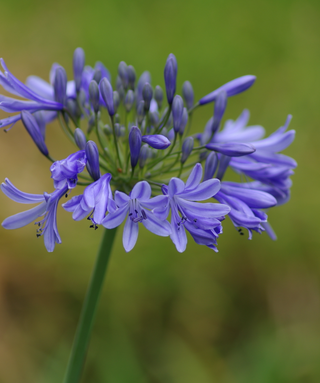 Agapanthus Misty Dawn
