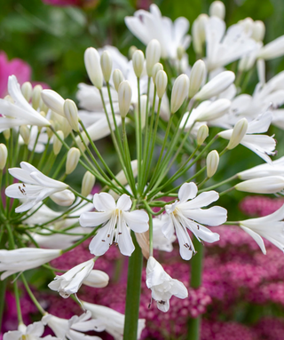 Agapanthus Moonshine