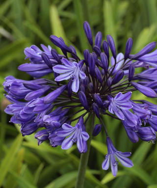 Agapanthus Navy Blue