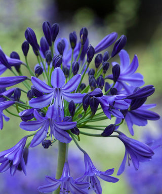 Agapanthus Northern Star