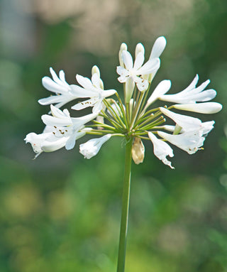 Agapanthus Nottingham